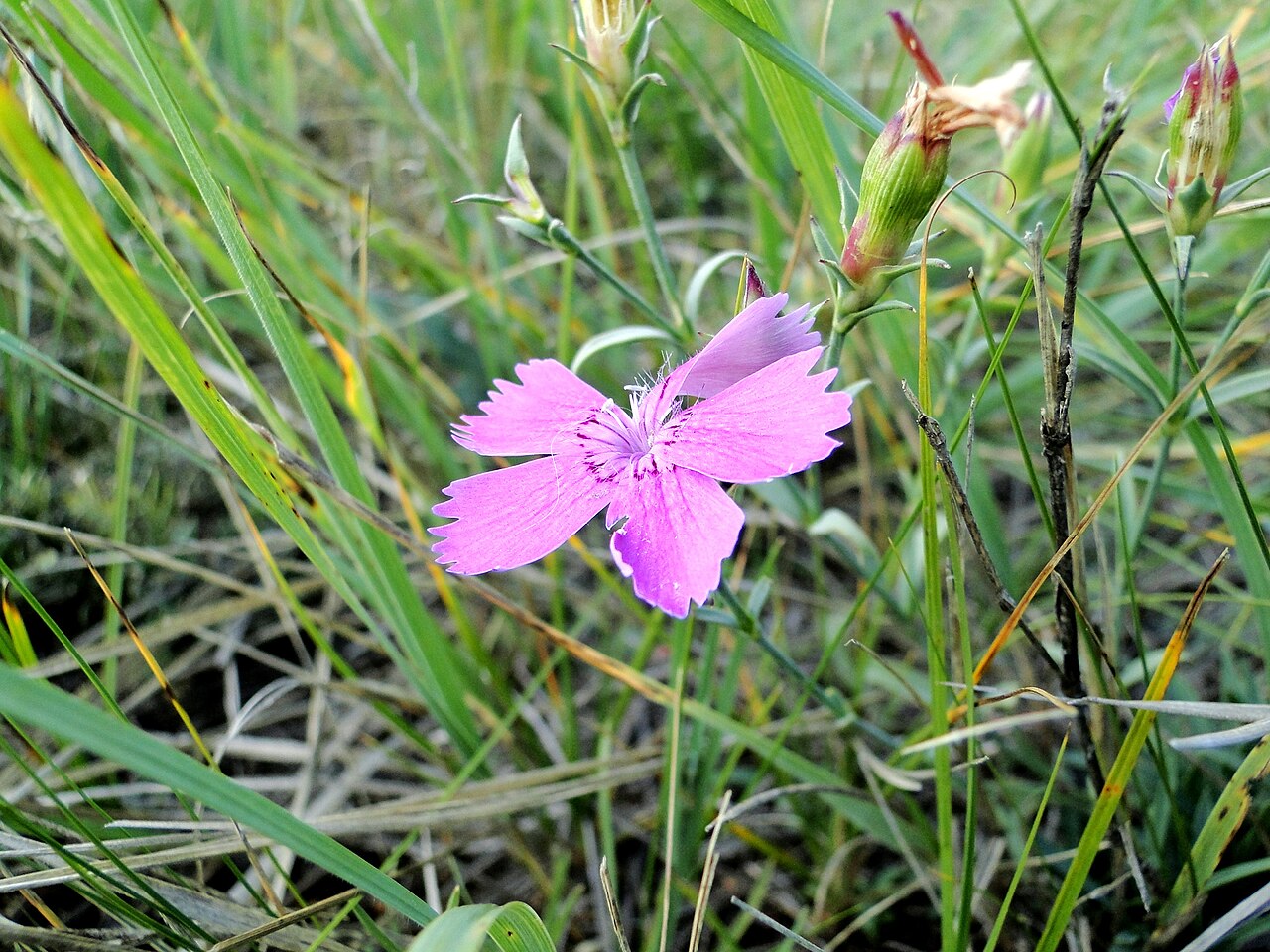 Dianthus chinensis, China pink — mounding semi-evergreen (Caryophyllaceae) (image 7 of 10)