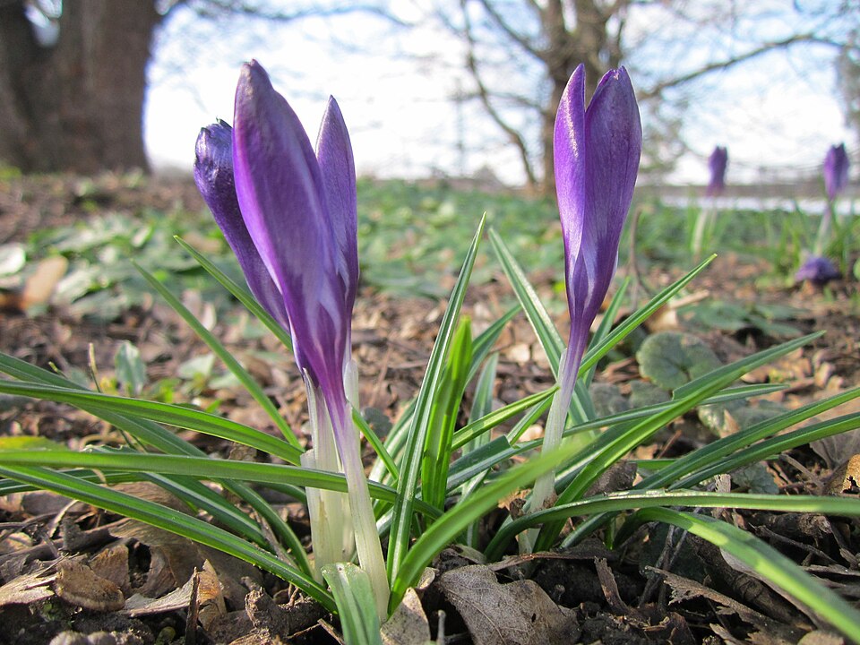 Crocus tommasinianus (Tommasini's Crocus) (alternate view 9)