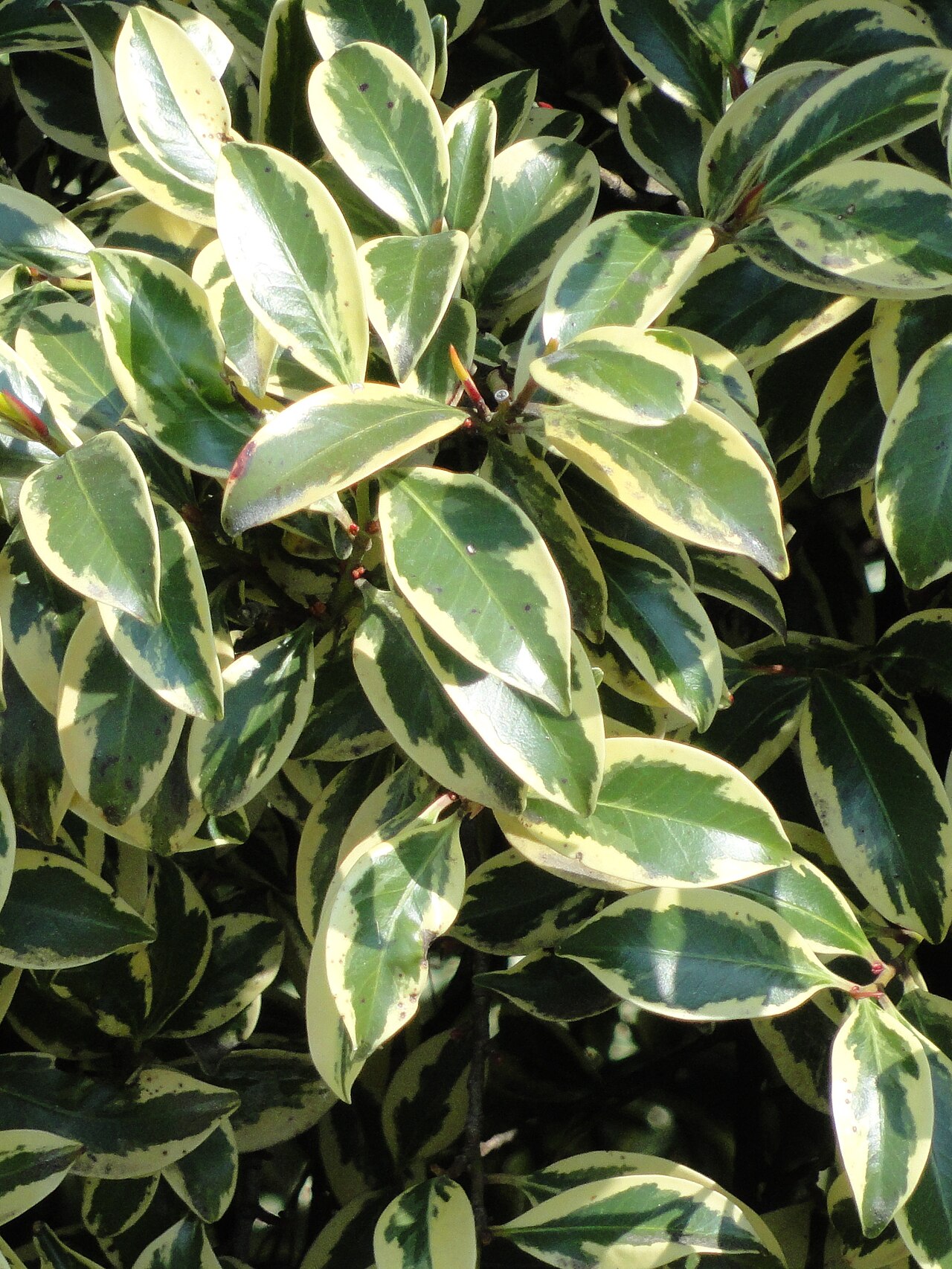 Cleyera japonica, Sakaki — upright evergreen (Pentaphylacaceae) (image 5 of 8)