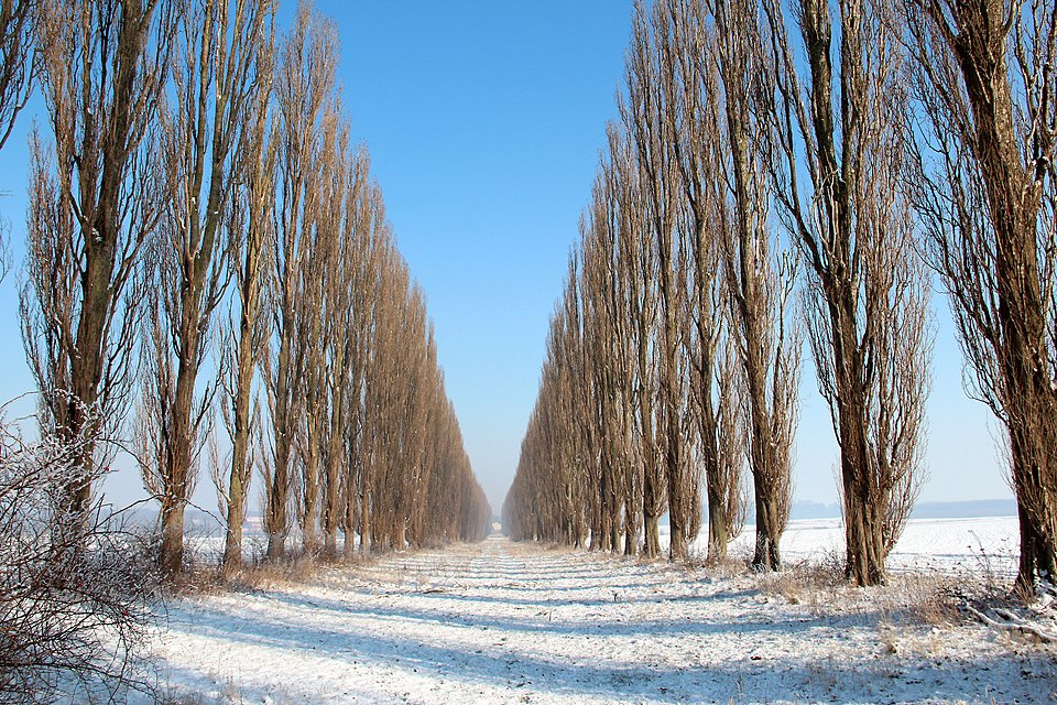 Populus nigra 'Italica' (Lombardy poplar) (alternate view 2)