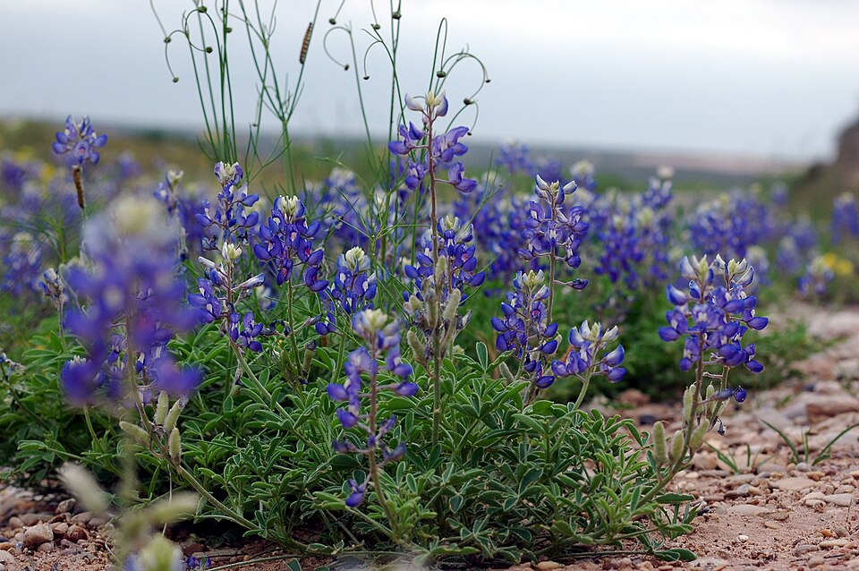 Lupinus texensis (Texas bluebonnet)
