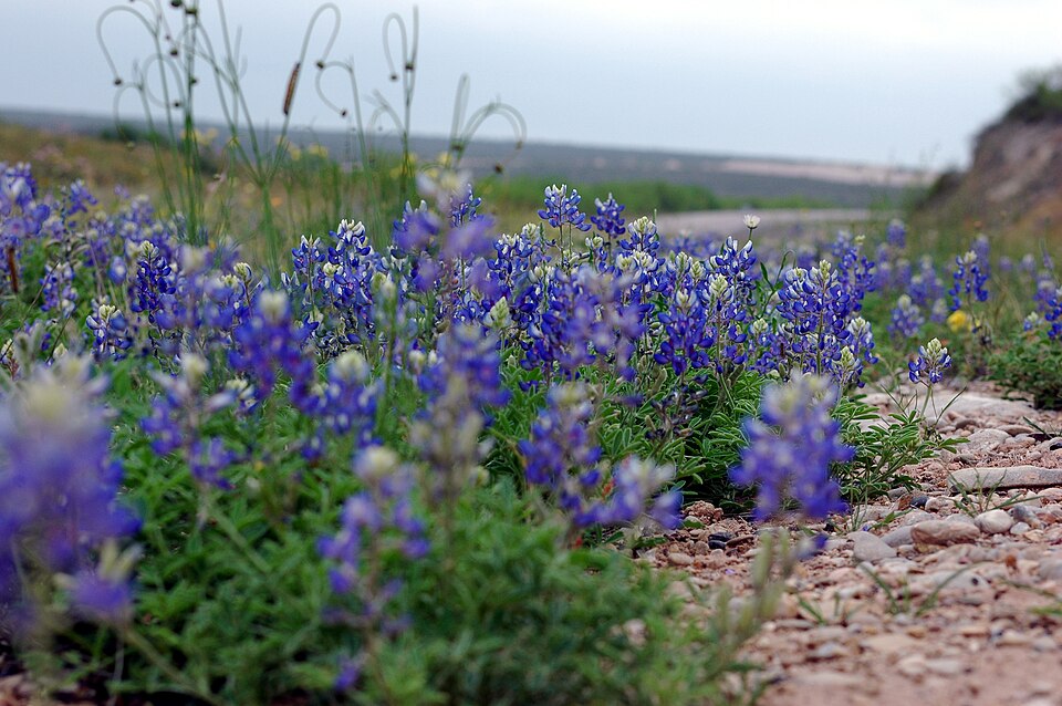 Lupinus texensis (Texas bluebonnet)