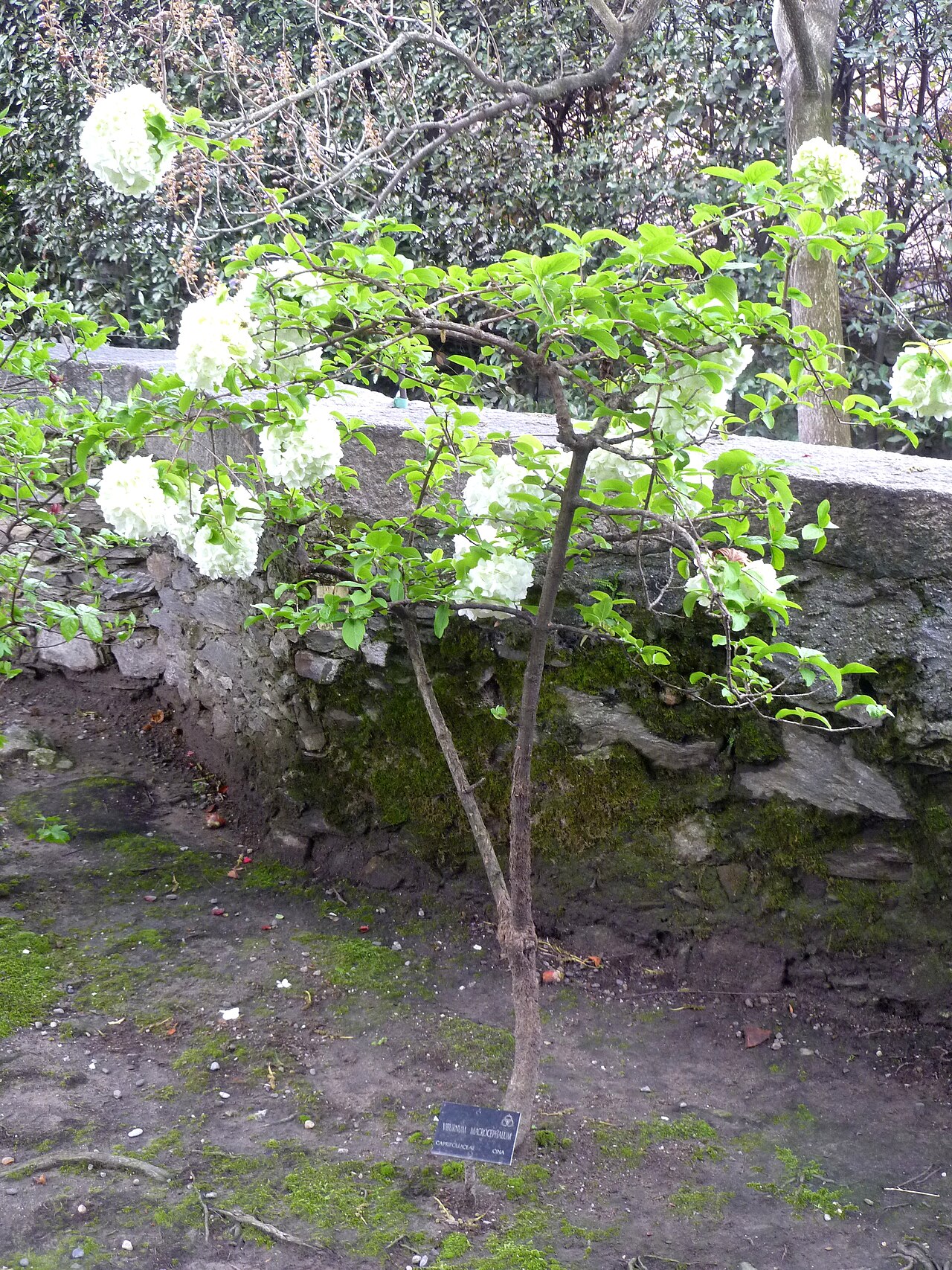 Viburnum macrocephalum, Chinese snowball viburnum — mounding semi-evergreen (Adoxaceae) (image 3 of 9)