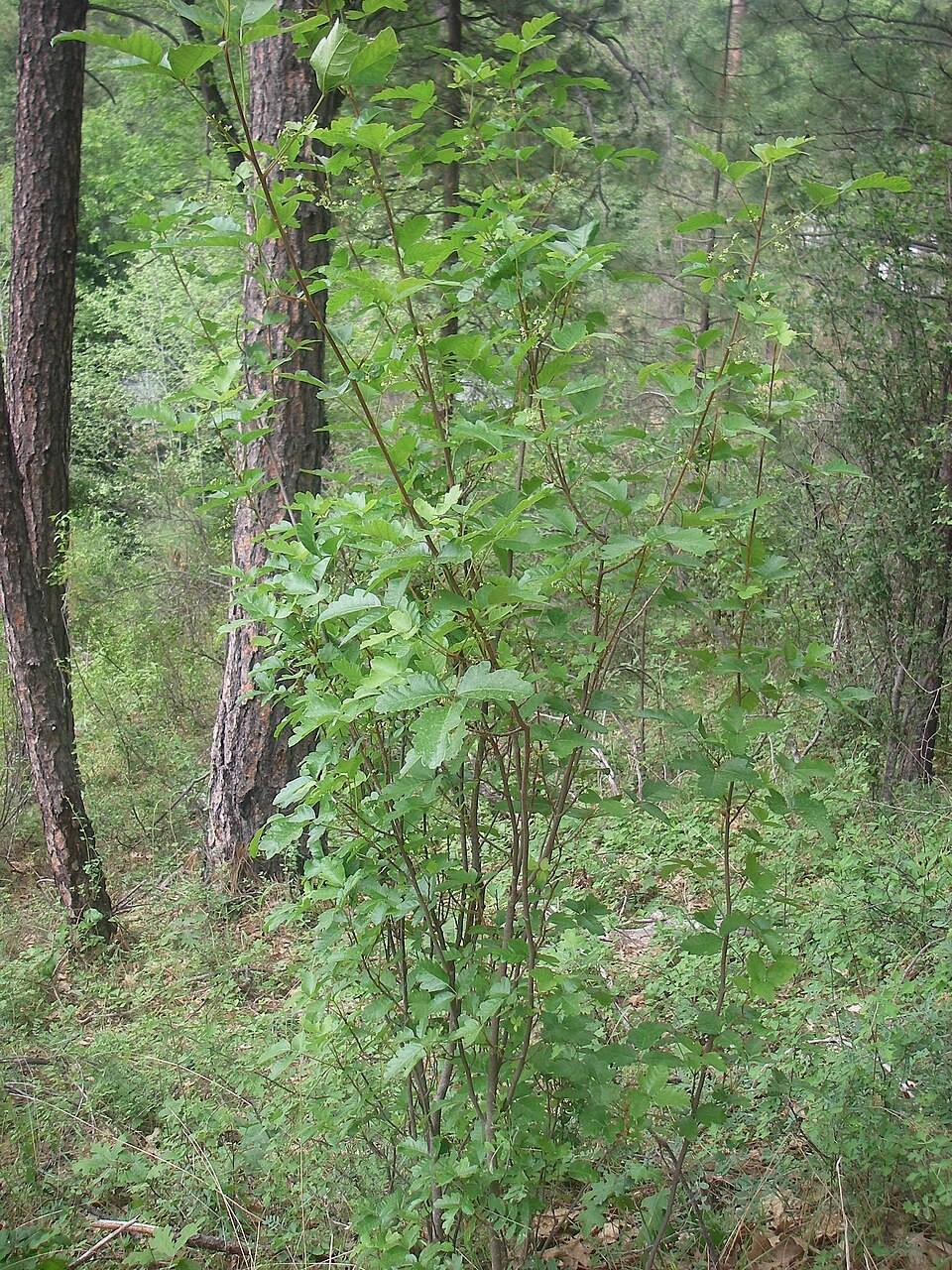 Toxicodendron diversilobum (Pacific poison oak)