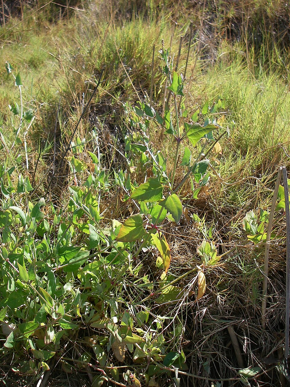 Atriplex prostrata (Creeping Saltbush)