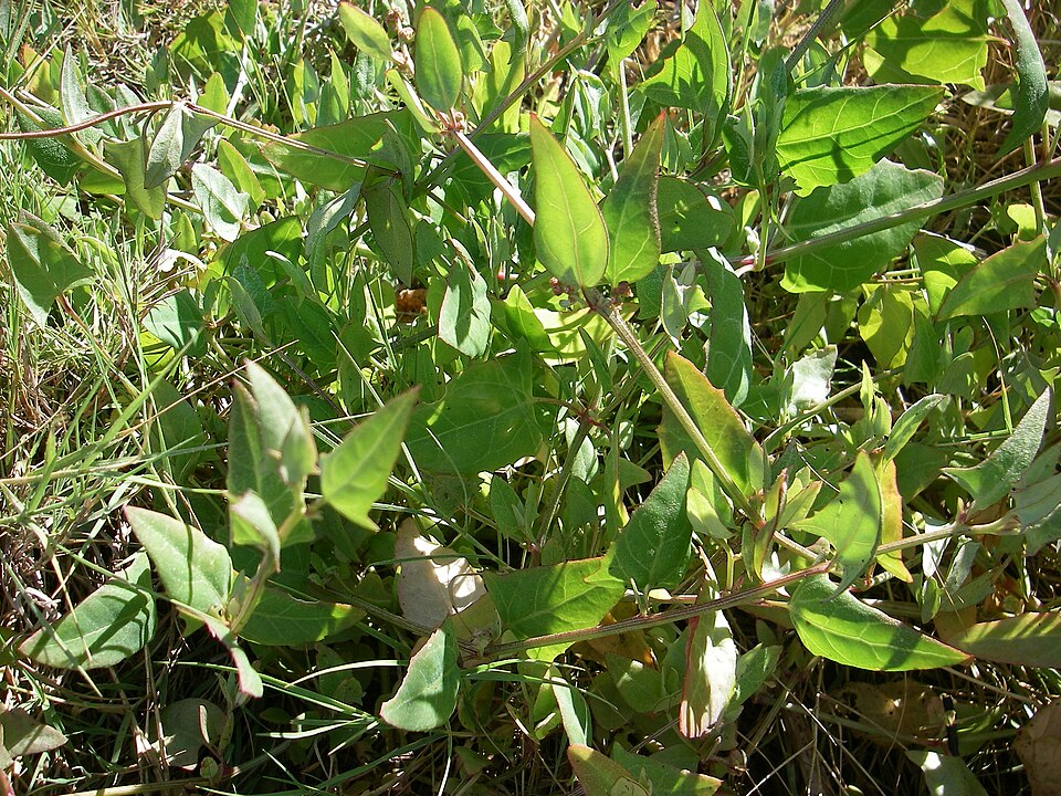 Atriplex prostrata (Creeping Saltbush)