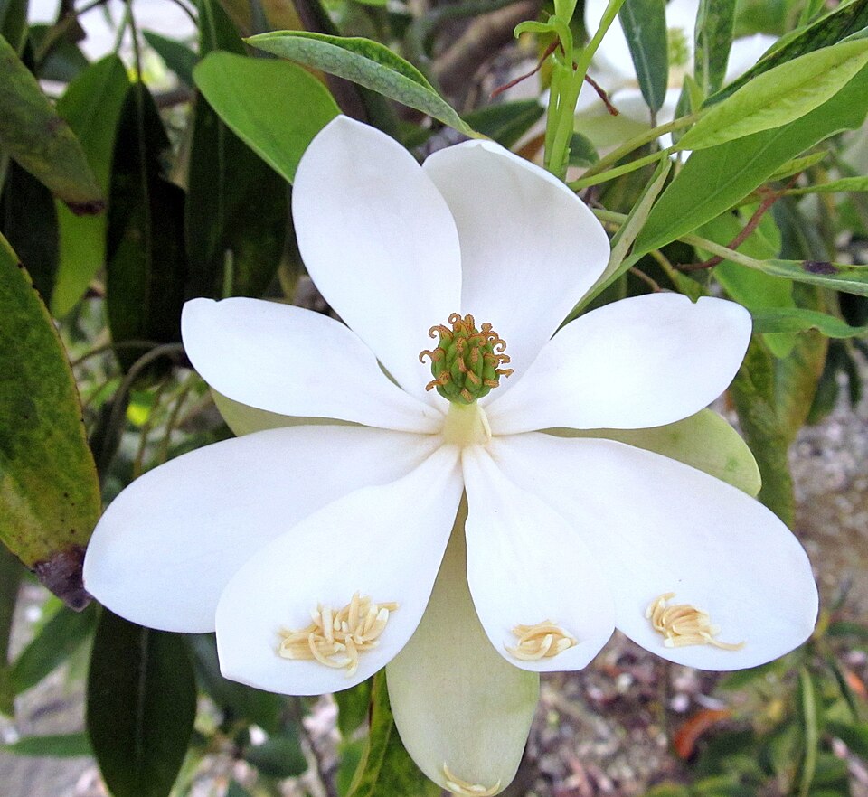 Magnolia virginiana (Sweetbay Magnolia)