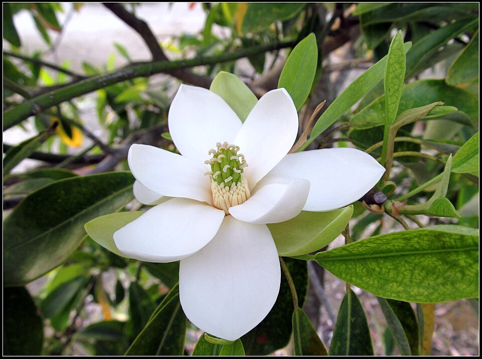 Magnolia virginiana (Sweetbay Magnolia)