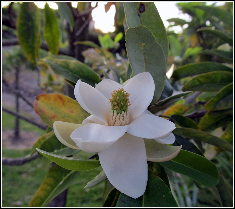 Magnolia virginiana (Sweetbay Magnolia)