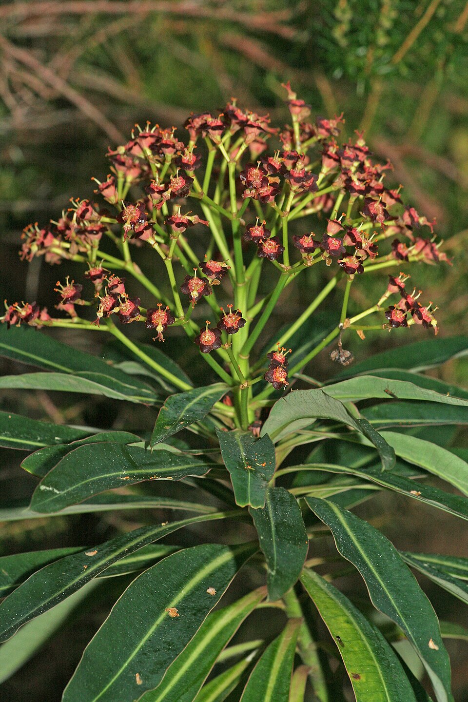 Euphorbia mellifera (Honey Spurge) (alternate view 7)