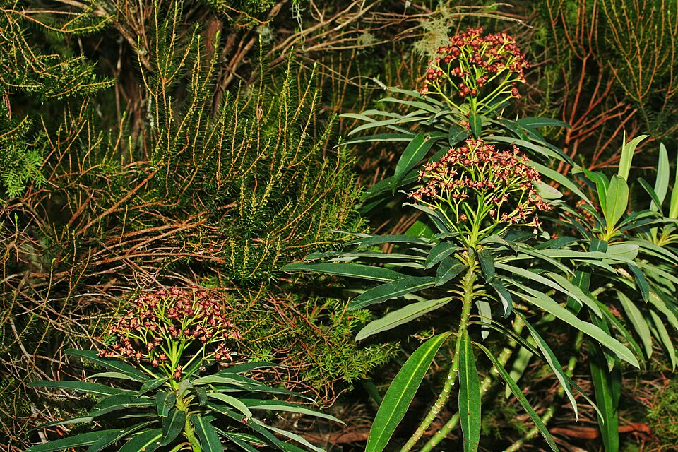 Euphorbia mellifera (Honey Spurge) (alternate view 8)