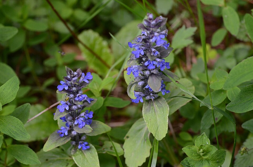 Ajuga reptans (creeping bugleweed) (alternate view 14)