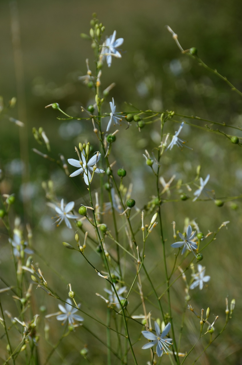 Anthericum ramosum (alternate view 8)