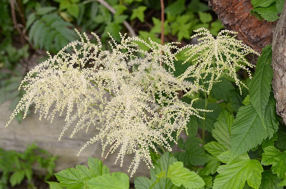 Aruncus dioicus (goatsbeard) (alternate view 10)