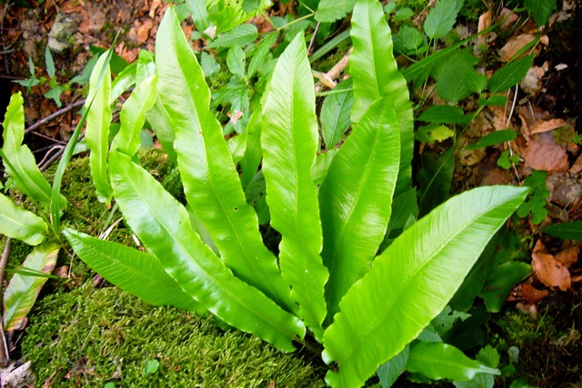 Asplenium scolopendrium (Harts Tongue Fern) (alternate view 8)