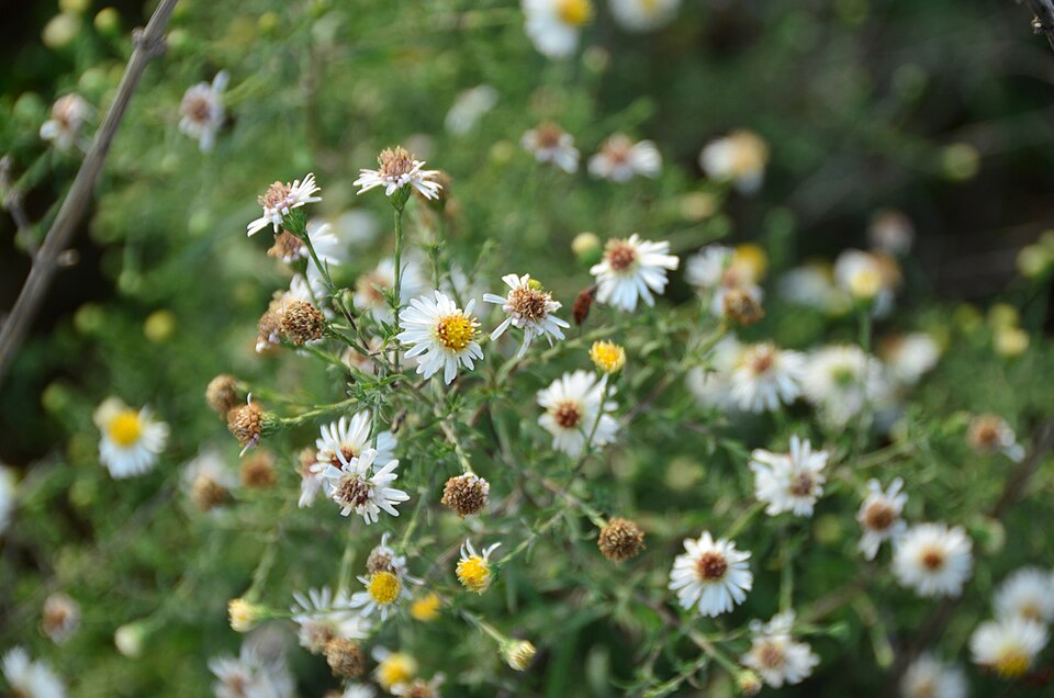 Symphyotrichum lanceolatum (panicled aster)