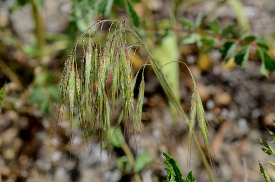 Bromus tectorum (cheat grass) (alternate view 9)