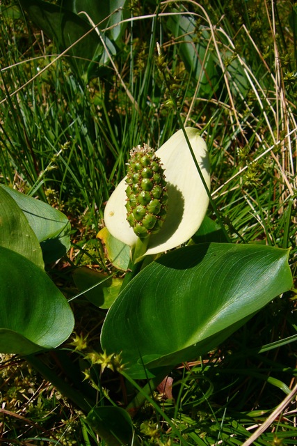 Calla palustris (marsh calla) (alternate view 11)