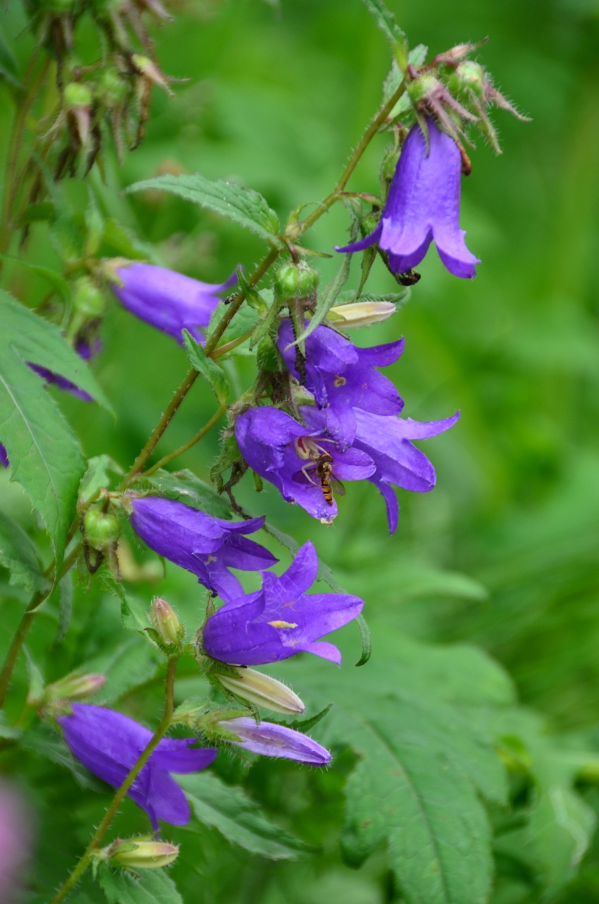 Campanula trachelium (Nettle-leaved Bellflower)