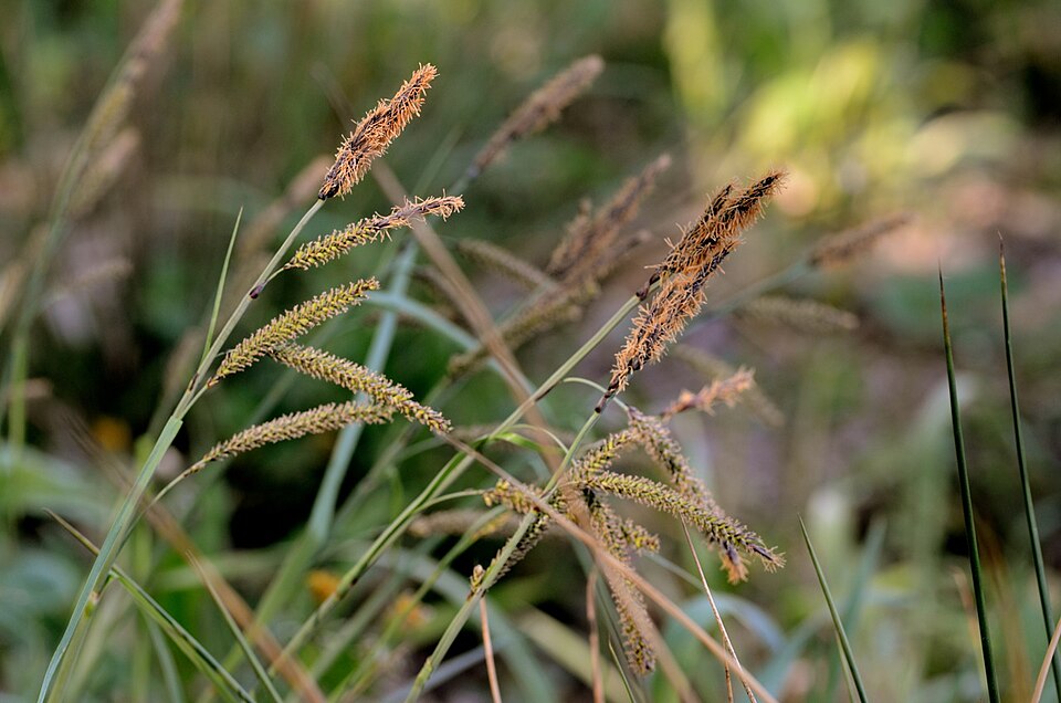 Carex flacca (Blue Sedge) (alternate view 7)