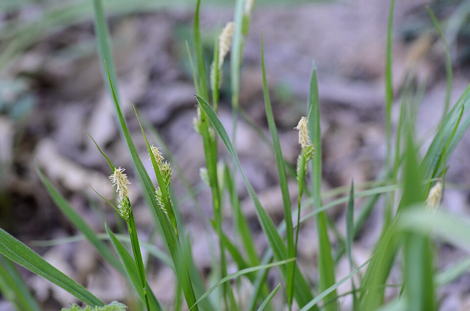 Carex pallescens (pale sedge) (alternate view 7)