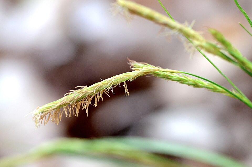 Carex sylvatica (European Woodland Sedge)