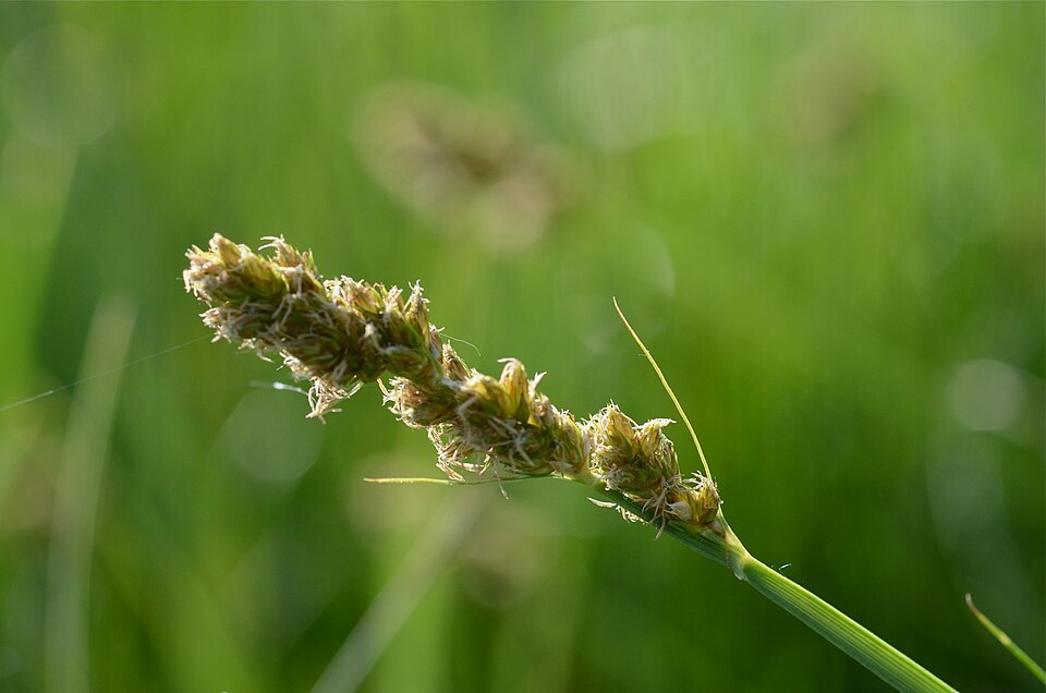 Carex riparia (greater pond sedge) (alternate view 9)