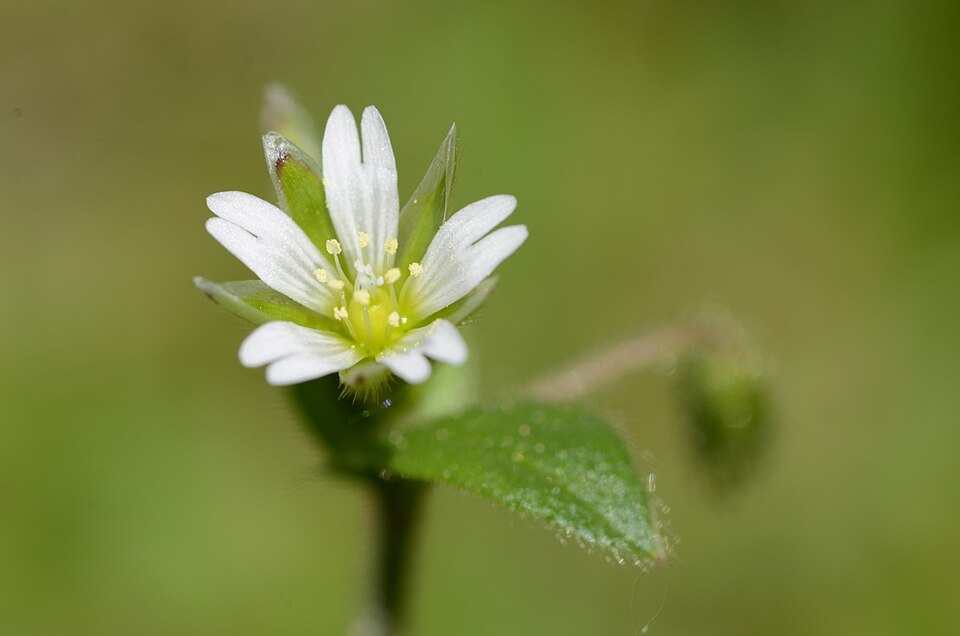Cerastium fontanum subsp. vulgare (mouse-ear chickweed) (alternate view 7)