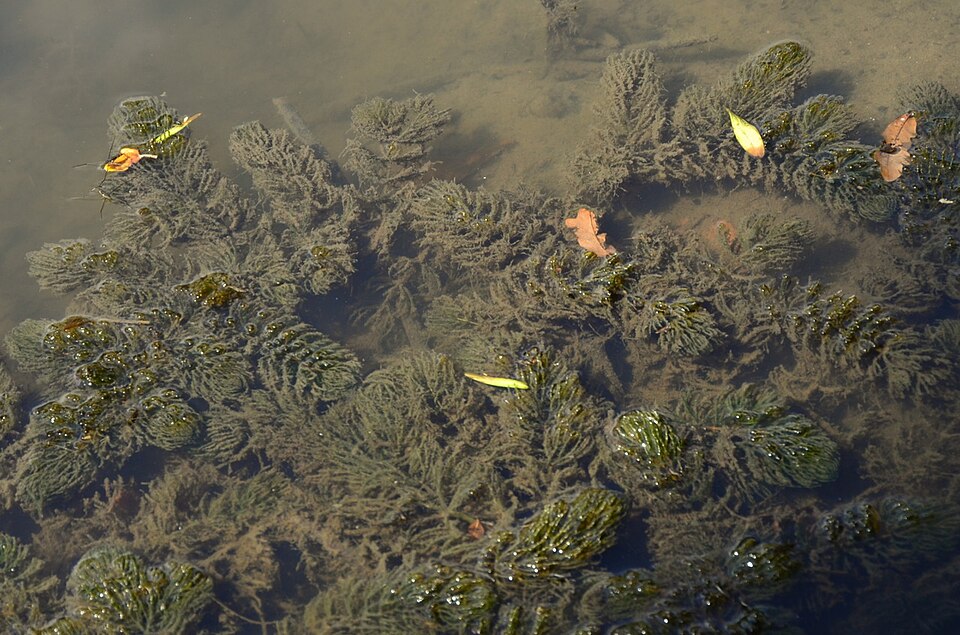Ceratophyllum demersum (coontail) (alternate view 10)