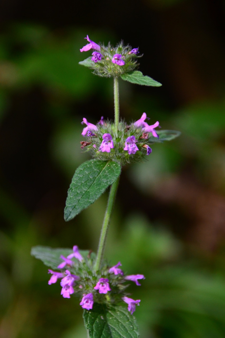 Clinopodium vulgare (Wild Basil)