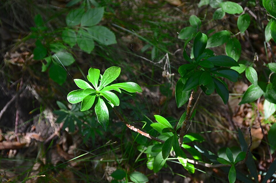 Daphne mezereum (February daphne) (alternate view 4)
