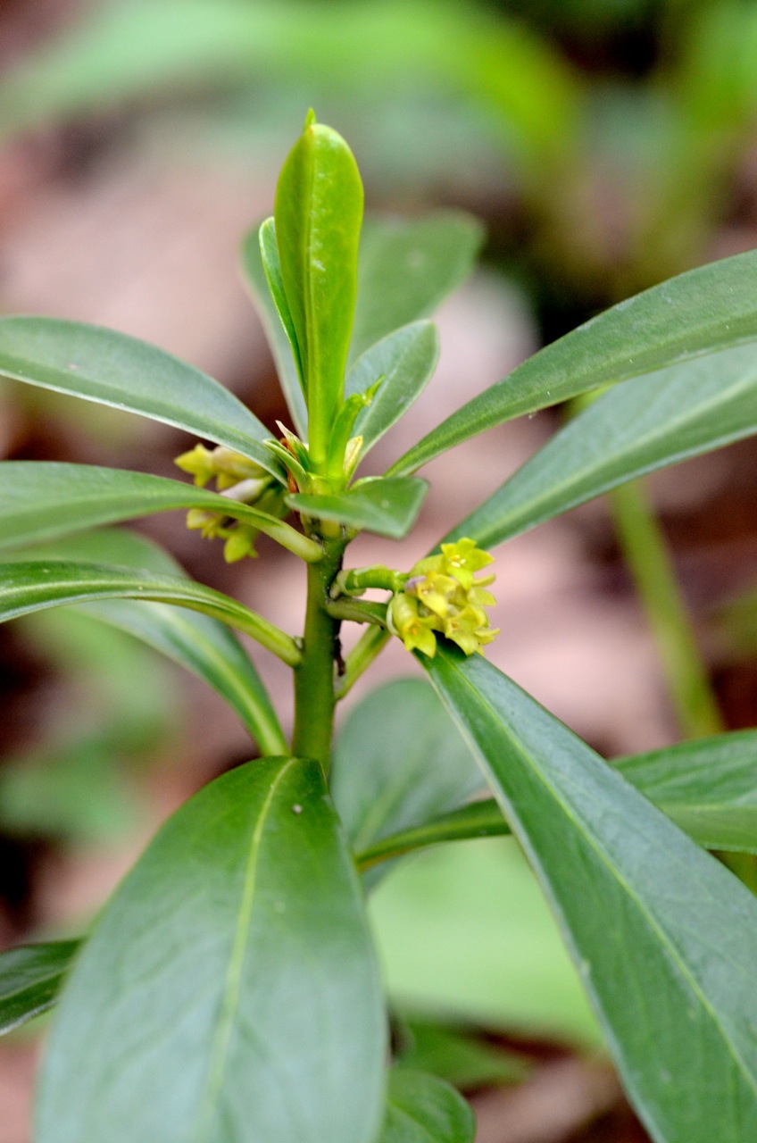 Daphne laureola (spurge daphne) (alternate view 9)