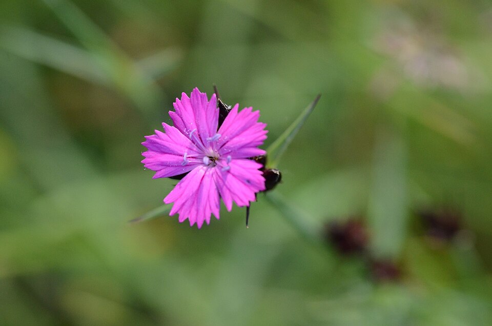Dianthus carthusianorum (Carthusian Pink) (alternate view 9)