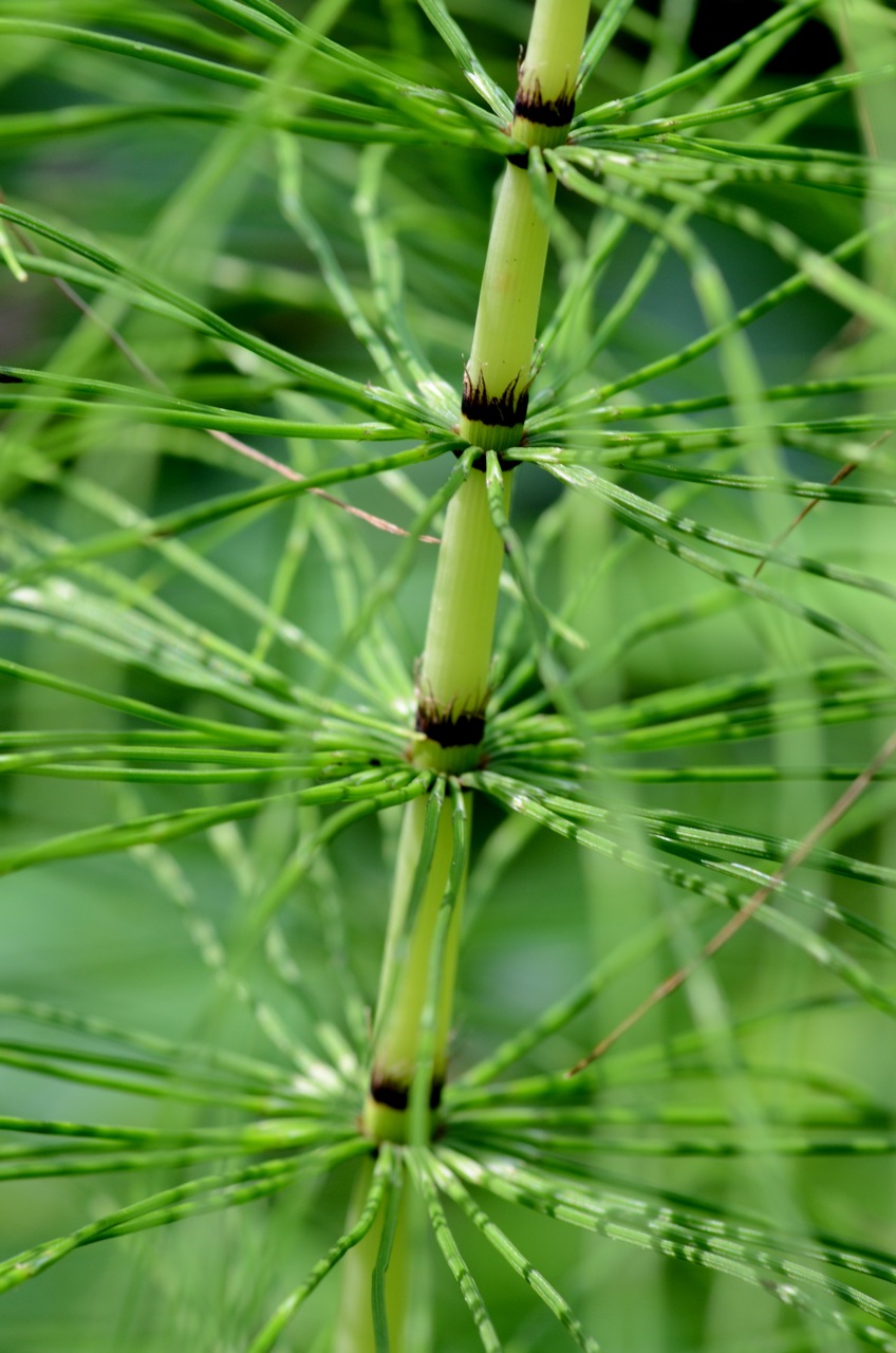 Equisetum telmateia (great horsetail)