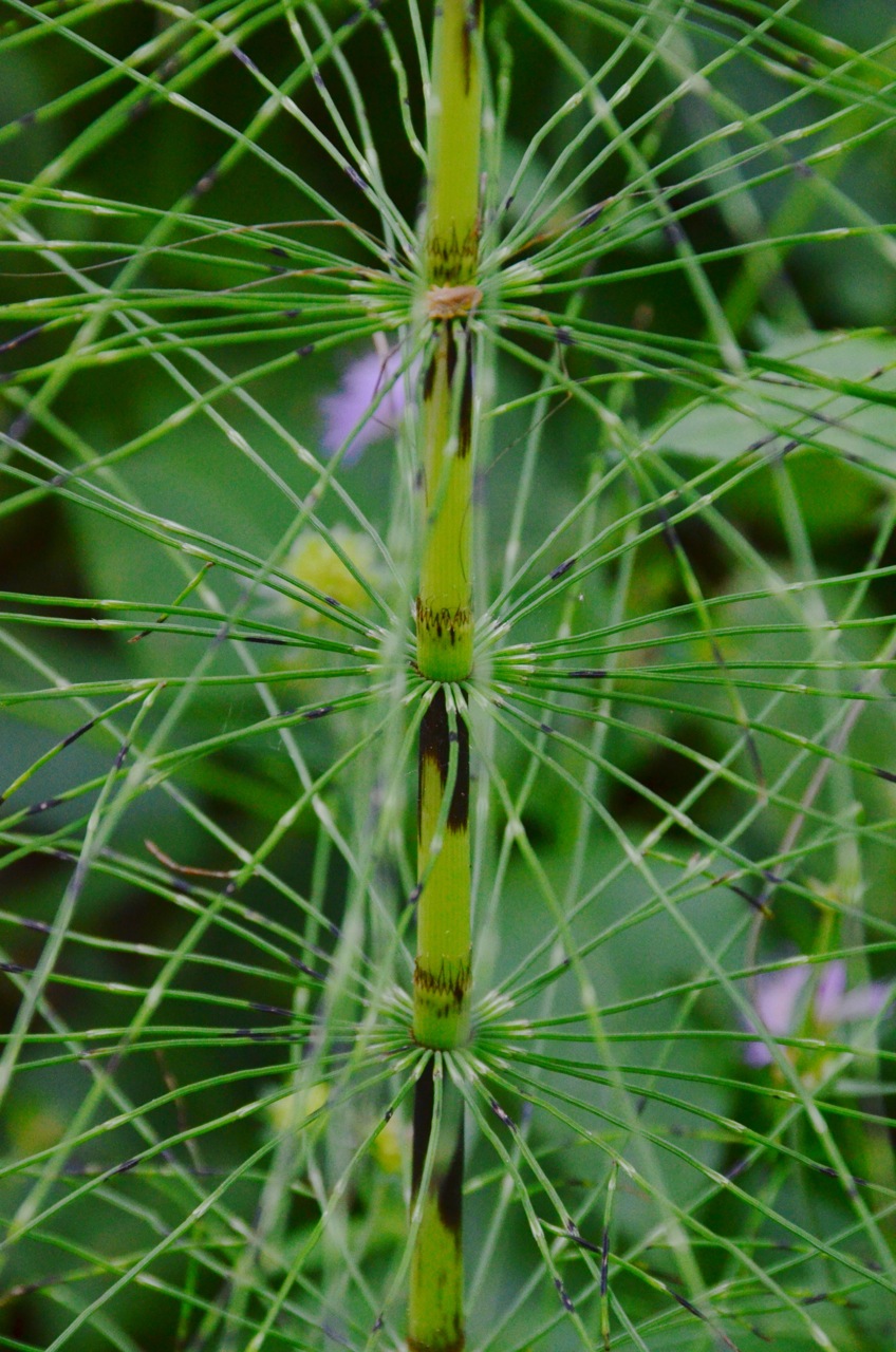 Equisetum telmateia (great horsetail)