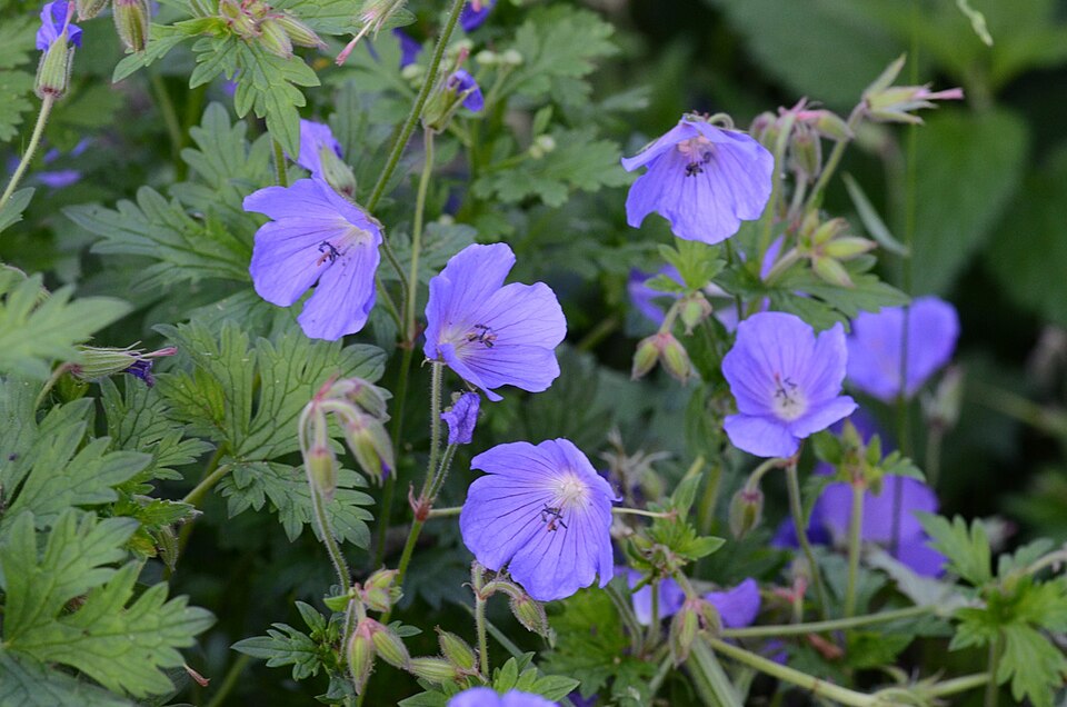 Geranium pratense (Meadow Crane's-bill)