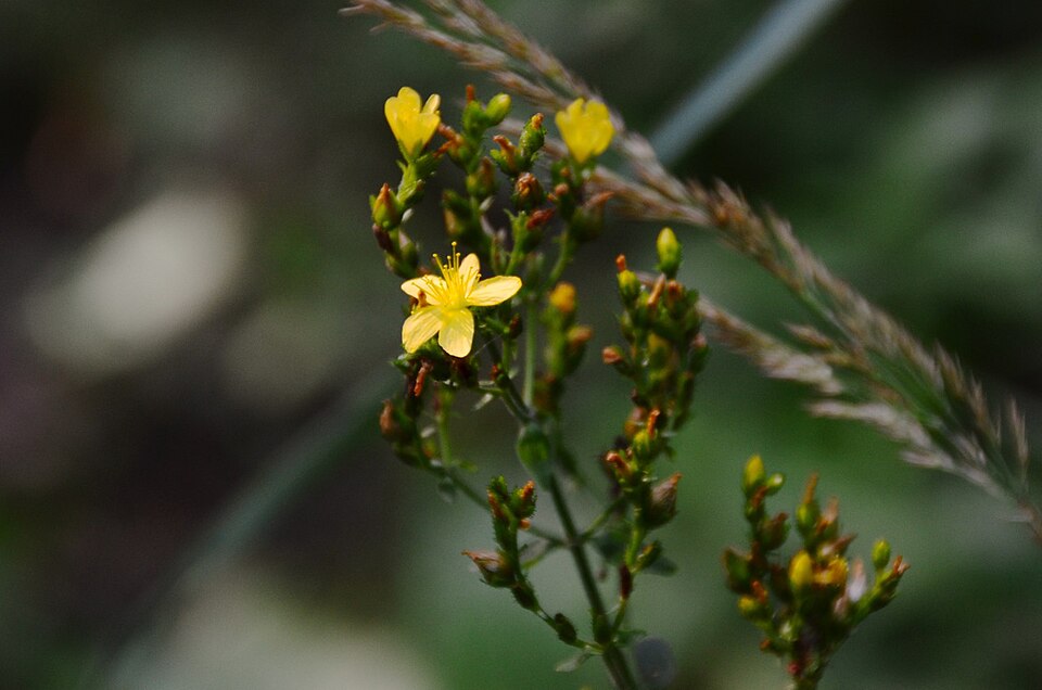 Hypericum hirsutum (Hairy St John's-wort)