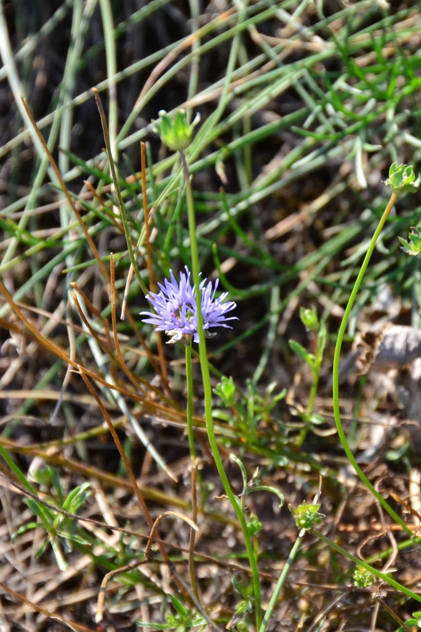 Jasione montana (Sheep's Bit Scabious) (alternate view 5)