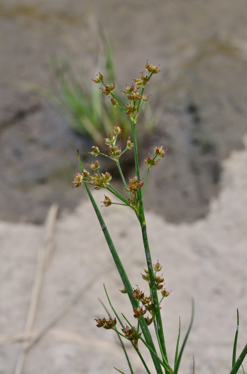 Juncus articulatus (jointed rush) (alternate view 8)