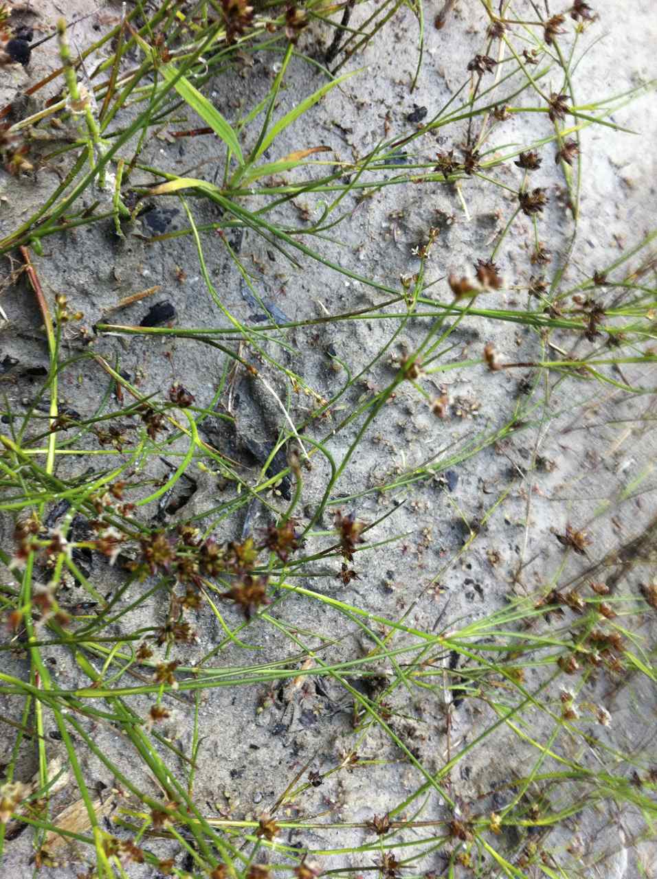 Juncus articulatus (jointed rush) (alternate view 9)