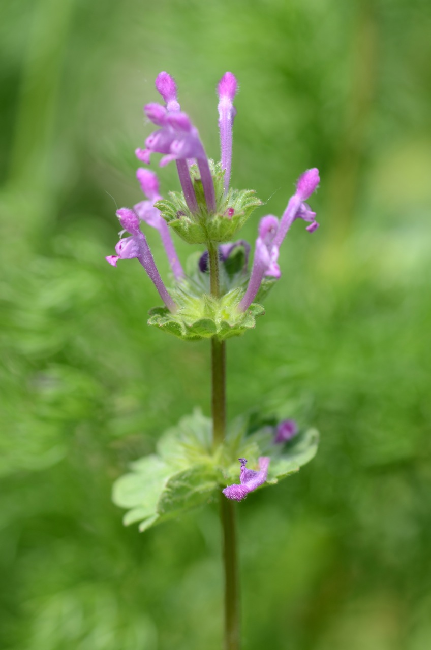 Lamium amplexicaule (henbit deadnettle)