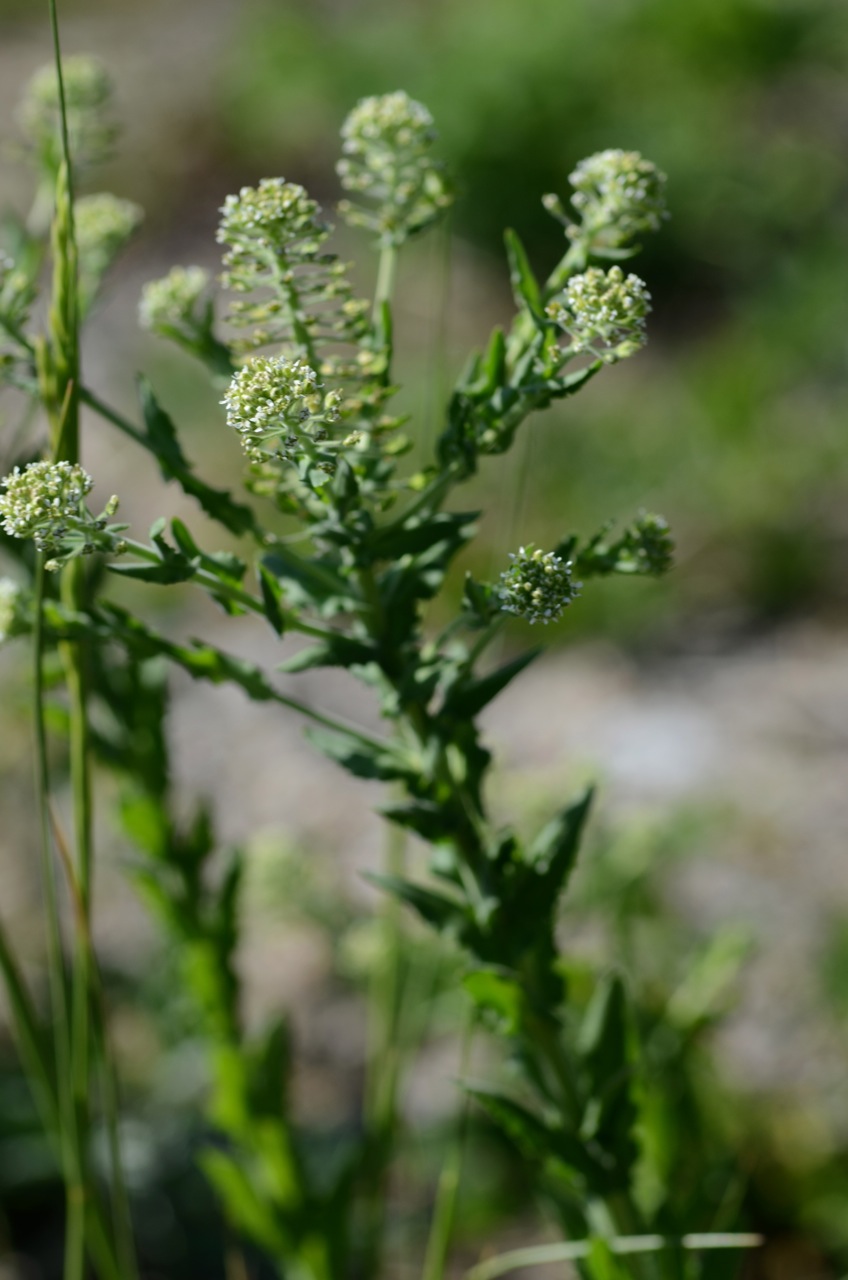 Lepidium campestre (field peppergrass) (alternate view 8)