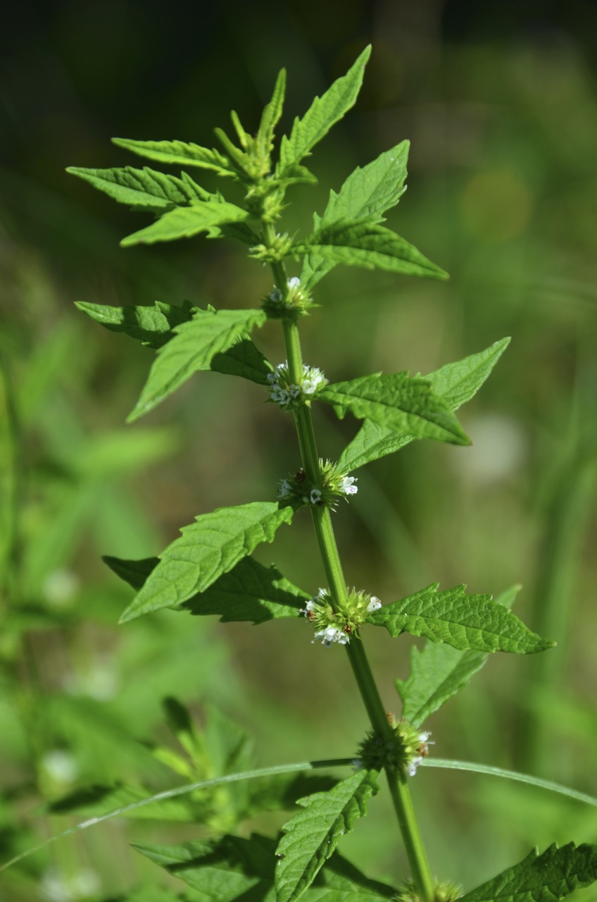 Lycopus europaeus (European water-horehound)