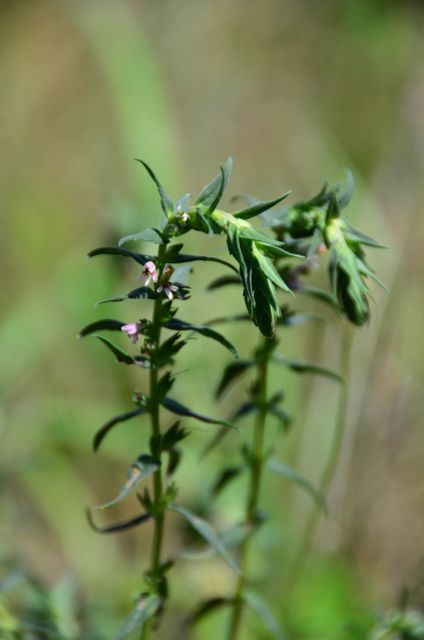 Odontites vernus (Red Bartsia)