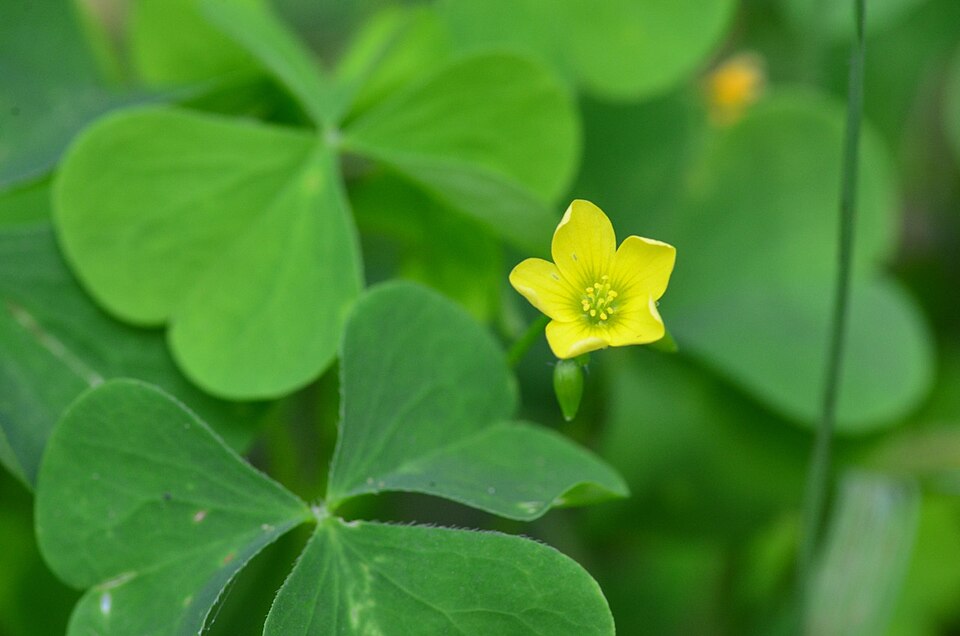 Oxalis stricta (upright yellow woodsorrel)