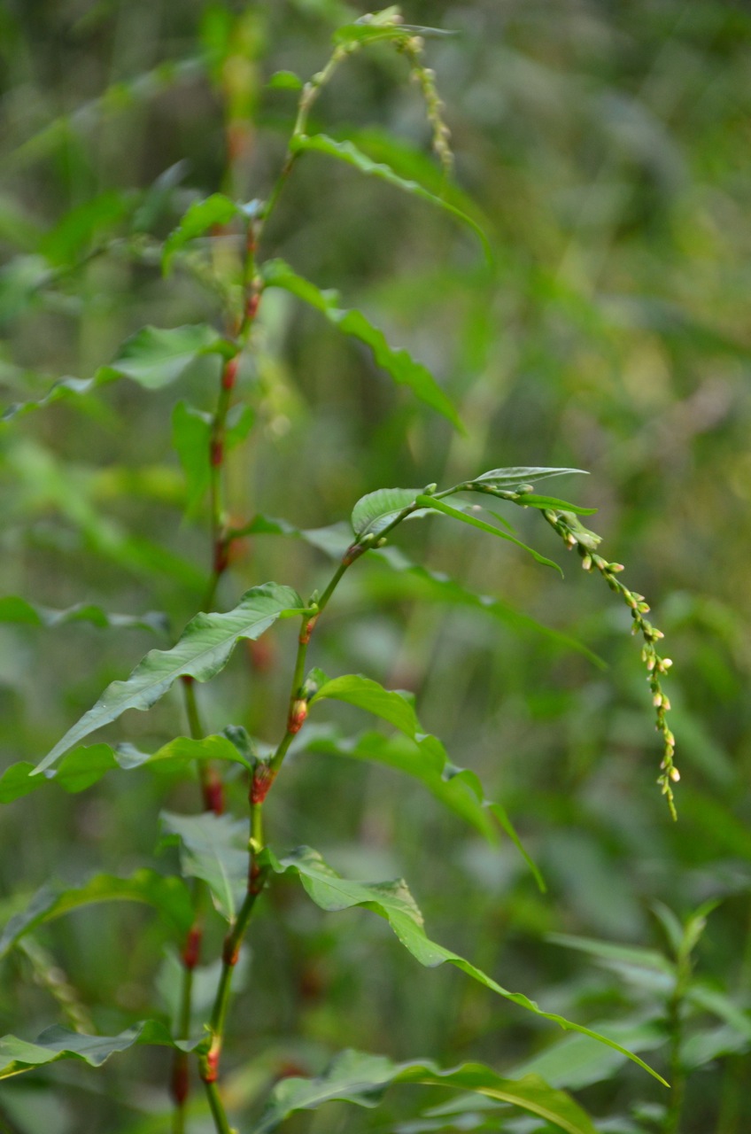 Persicaria hydropiper (waterpepper)