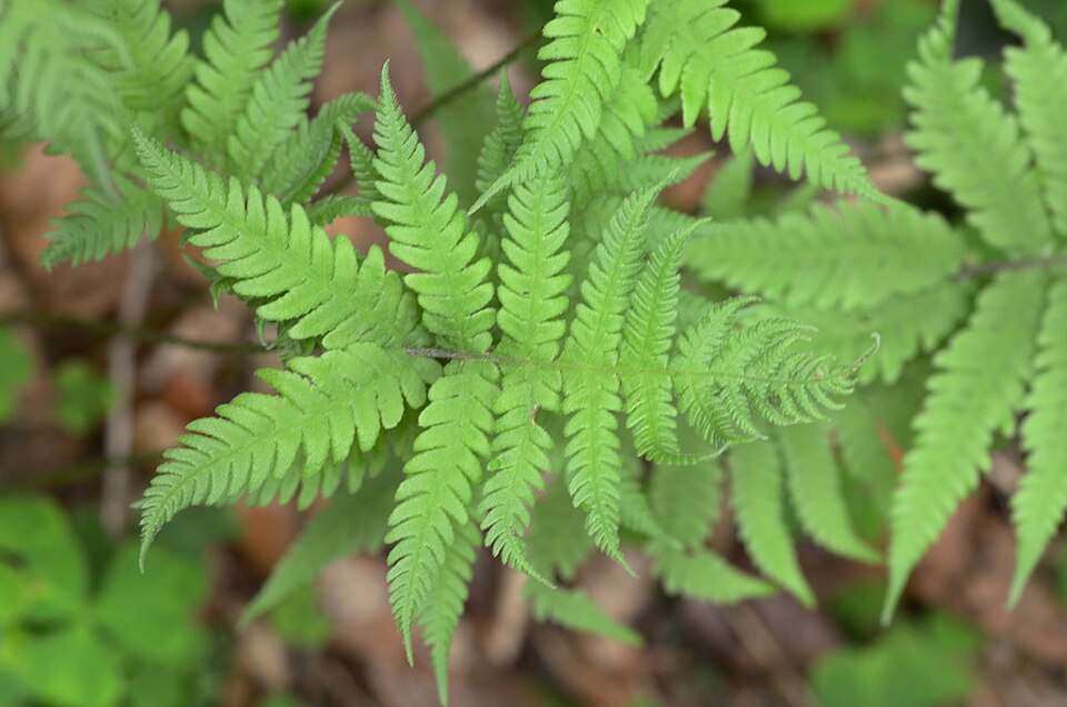 Phegopteris connectilis (long beech fern) (alternate view 9)