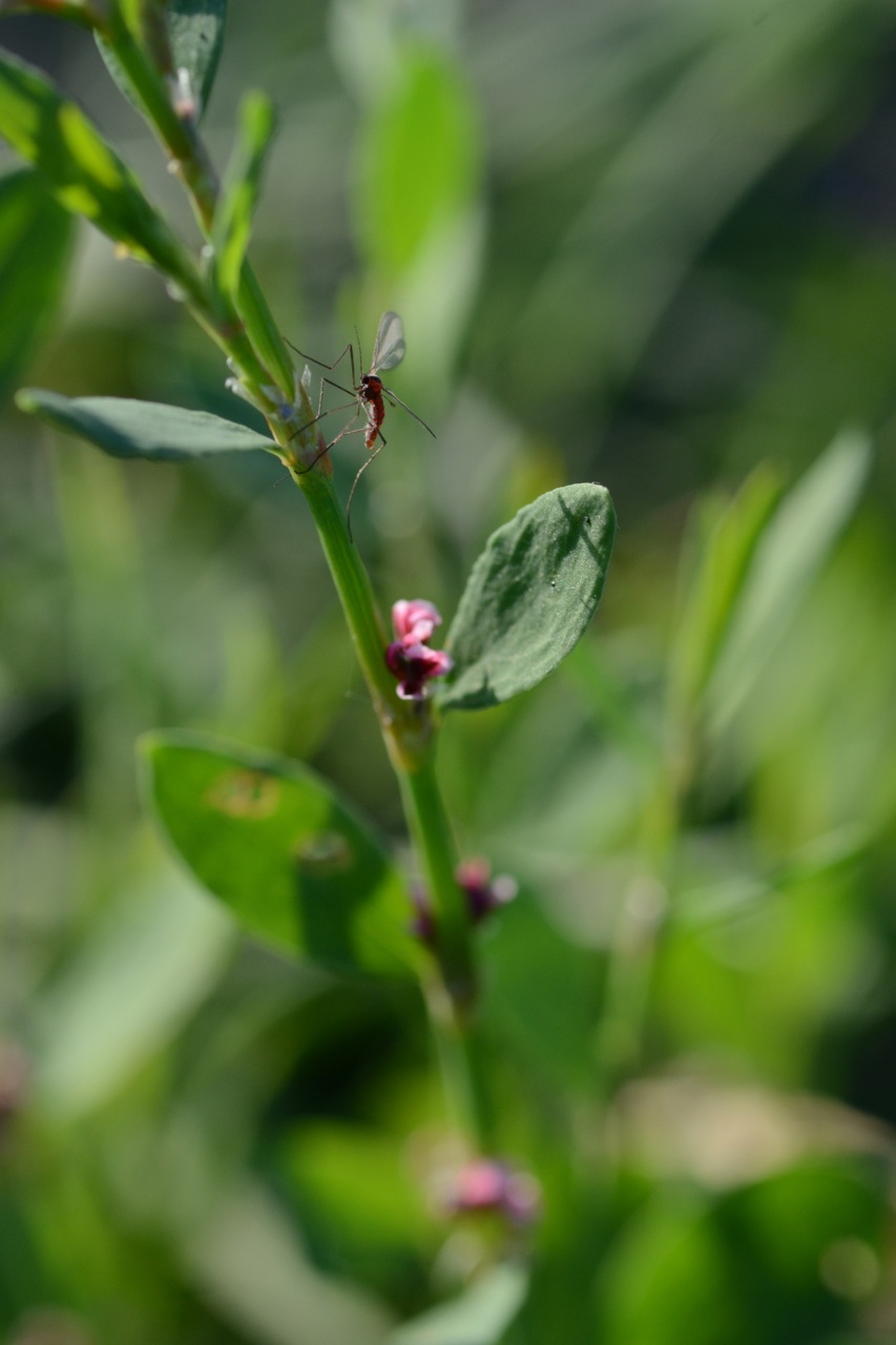 Polygonum aviculare (common knotweed) (alternate view 6)