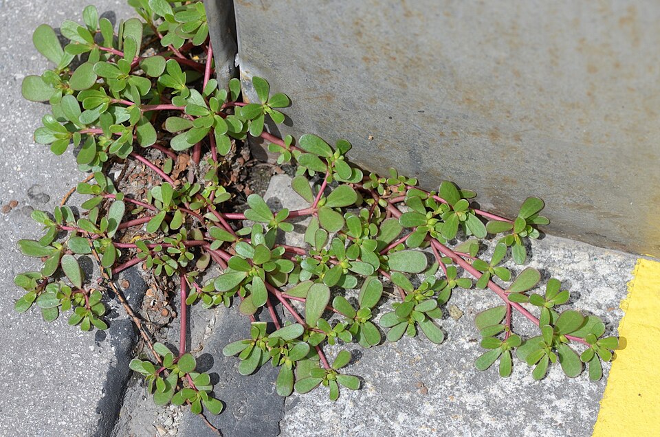 Portulaca oleracea (purslane) (alternate view 6)