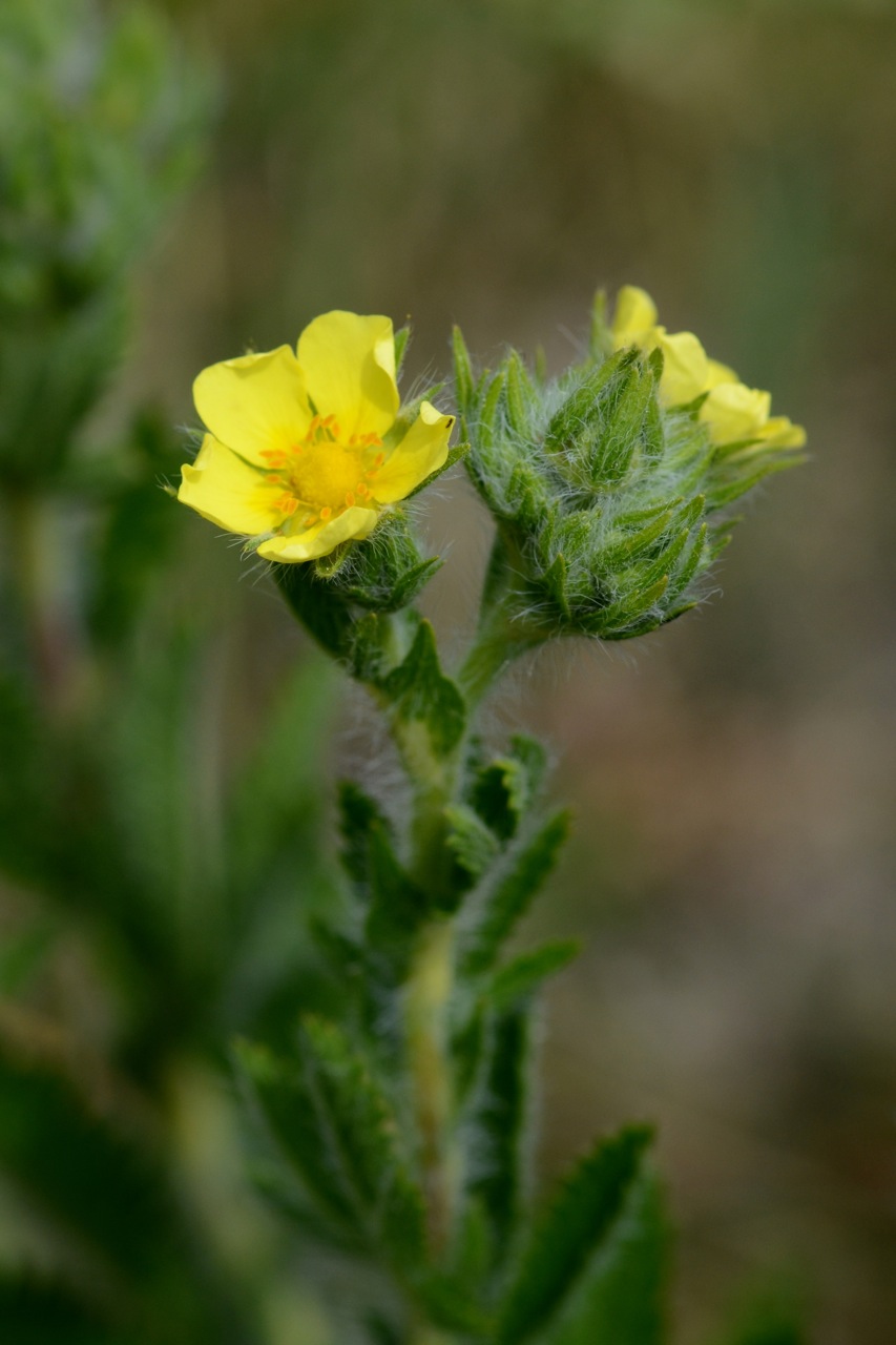 Potentilla recta (sulfur cinquefoil) (alternate view 8)